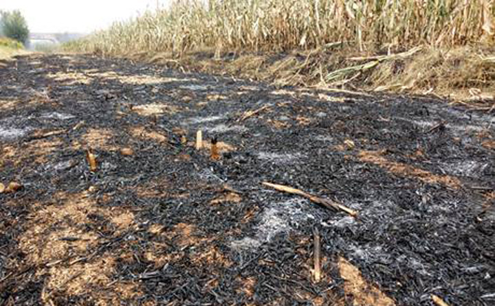 秸稈焚燒過后的田地 秸稈焚燒過后的田地