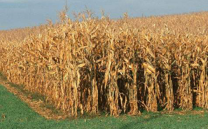 玉米產量逐年增加 玉米產量逐年增加