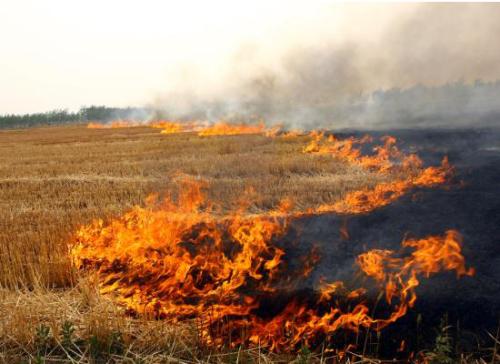 農民焚燒秸稈 農民焚燒秸稈