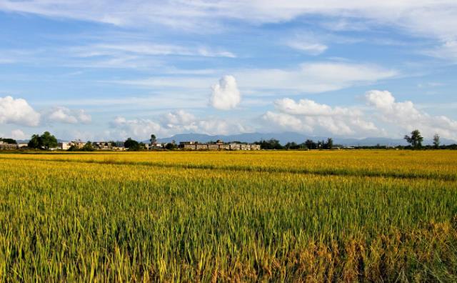 南陽農(nóng)作物秸稈.jpg 南陽農(nóng)作物秸稈.jpg